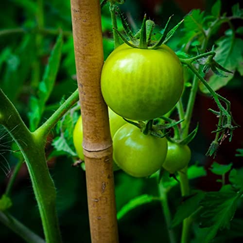 KULTIVERI Varillas de Bambú Naturales Ecológicas. 25 Estacas para Uso Agrícola y Huertos Domésticos. Tutores para Tomateras y Otras Plantas. (150 cm (10-12 mm diámetro))