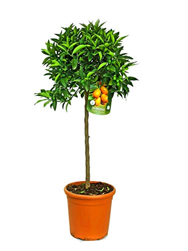 Kumquat maceta de 27cm altura entre 100-125cm
