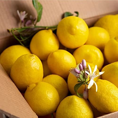 Limones Frescos ⎜Caja de 5 Kg ⎜De Valencia⎜Gourmet ⎜Para Cocinar y Zumos