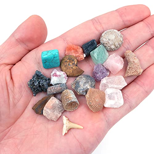 Namvo Juego de 20 piezas de minerales naturales mixtos de piedras naturales fósiles animales para la escuela educación geológica decoración del hogar regalo para niños