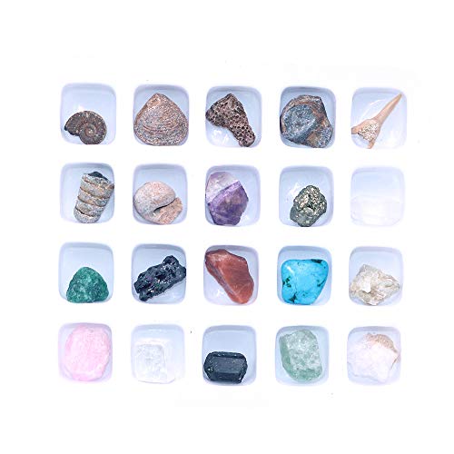 Namvo Juego de 20 piezas de minerales naturales mixtos de piedras naturales fósiles animales para la escuela educación geológica decoración del hogar regalo para niños