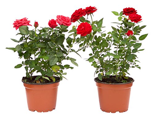 Pack de 2 Rosal Mini Planta Rosas Natural con Maceta con Flor de Colores Surtidos