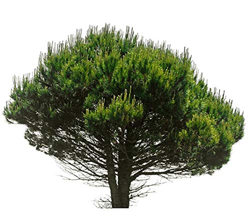 PINO PIÑONERO (pinus pinea) - Pino natural de 30-40 cms de altura. Ideal para transplantar o para regalar(2)