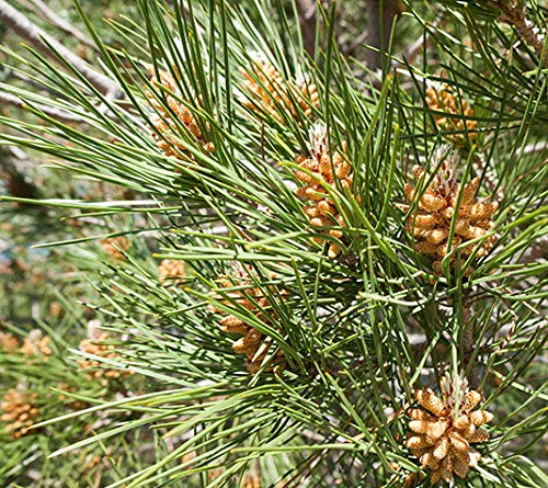 PINO PIÑONERO (pinus pinea) - Pino natural de 30-40 cms de altura. Ideal para transplantar o para regalar(2)