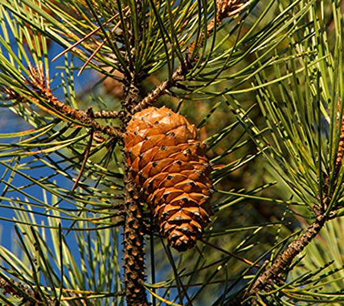 PINO PIÑONERO (pinus pinea) - Pino natural de 30-40 cms de altura. Ideal para transplantar o para regalar(2)