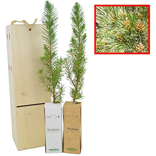 PINO PIÑONERO (pinus pinea) - Pino natural de 30-40 cms de altura. Ideal para transplantar o para regalar(2)