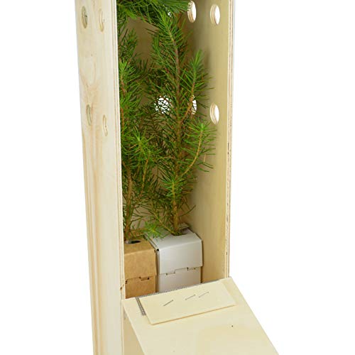 PINO PIÑONERO (pinus pinea) - Pino natural de 30-40 cms de altura. Ideal para transplantar o para regalar(2)