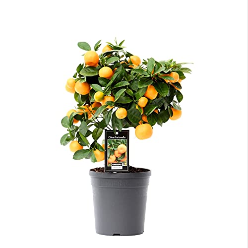 Planta de Naranjo Miniatura Calamondina Citrofortunella Microcarpa Calamondin Calamansí