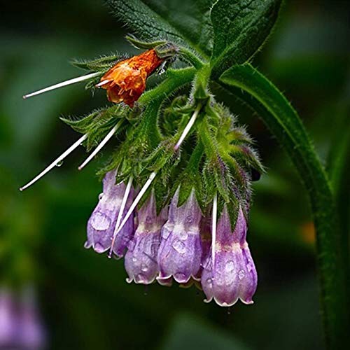 Plantas artificiales,Semillas de frutas de flores,1 bolsa de semillas de hierba agregada fresca medicinal mesofito resistente al frío de la consuelda para la granja