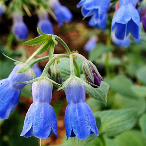 Plantas artificiales,Semillas de frutas de flores,1 bolsa de semillas de hierba agregada fresca medicinal mesofito resistente al frío de la consuelda para la granja