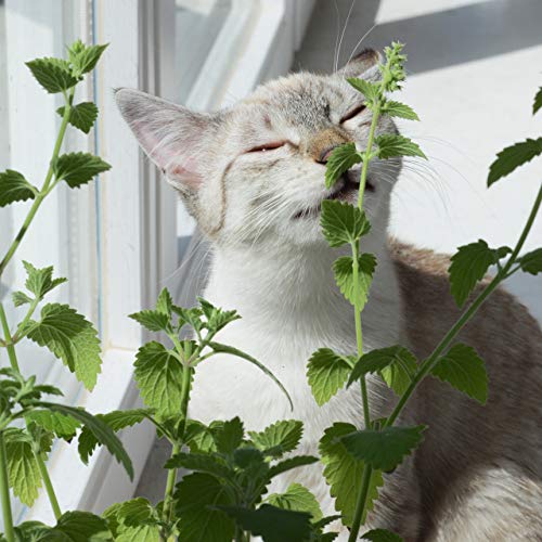 PRETTY KITTY Minz Miezen - Juego de 6 cojines para gatos con hierba gatera, para gatos con hierba gatera, juguete para gatos