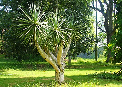 SAFLAX - Drago de Canarias - 5 semillas - Con sustrato estéril para cultivo - Dracaena Draco