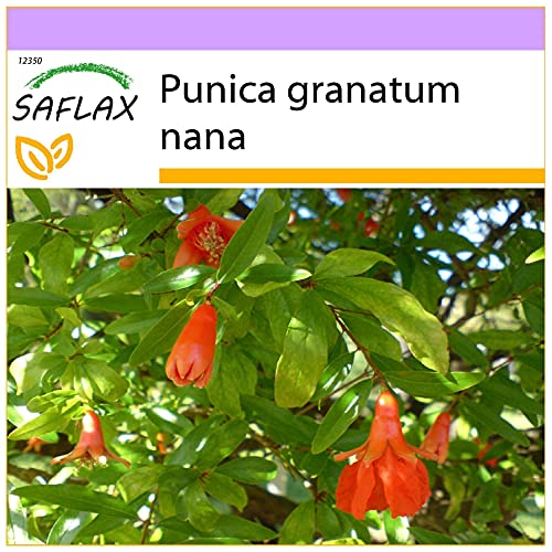 SAFLAX - Granado enano - 50 semillas - Punica granatum nana