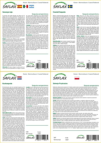 SAFLAX - Set regalo - Secuoya roja - 50 semillas - Con caja regalo/envío, etiqueta para envío, tarjeta de felicitación y sustrato de cultivo y fertilizante - Sequoia sempervirens