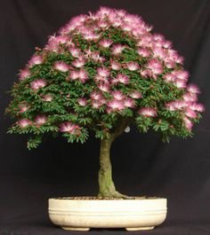 Samanea Julibrissin Mimosa Bonsái Persa Árbol de Seda Rosa 10 Semillas Raras