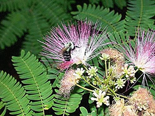 Samanea Julibrissin Mimosa Bonsái Persa Árbol de Seda Rosa 10 Semillas Raras