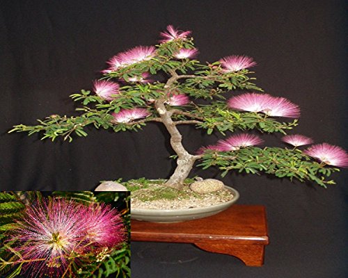 Samanea Julibrissin Mimosa Bonsái Persa Árbol de Seda Rosa 10 Semillas Raras