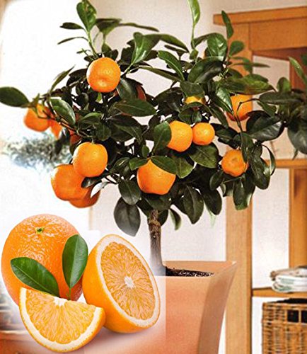 Semillas Semillas de frutos de naranja árbol enano Washington Navel cultivar en interior o al aire libre 30pcs + AA