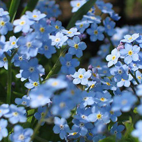 strimusimak 50 unids Myosotis Sylvatica Semillas Olvídeme, Not Bonsai Planta Semillas Hardy Perennial Blue Flower Garden Plantas para jardín Balcón Plantación al aire libre Semilla