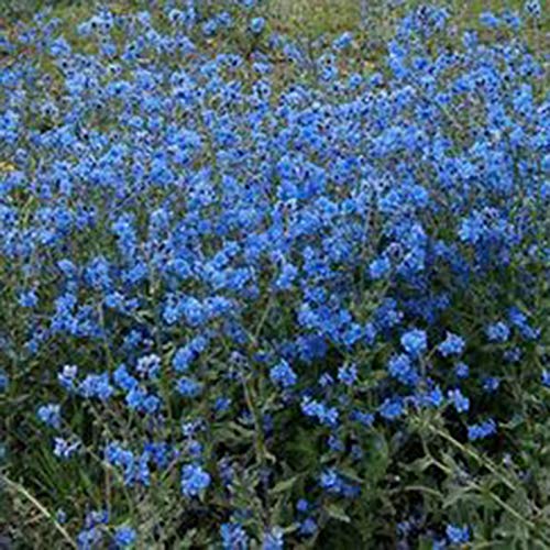 strimusimak 50 unids Myosotis Sylvatica Semillas Olvídeme, Not Bonsai Planta Semillas Hardy Perennial Blue Flower Garden Plantas para jardín Balcón Plantación al aire libre Semilla