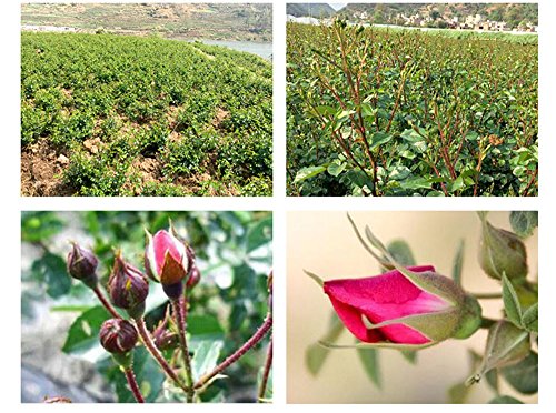 TooGet Fragante Natural Rosa Roja Profunda Capullos Pétalos de Rosa Secado Oro-borde Rosa Flores al Por Mayor, Grado Culinario de la Comida - 115g