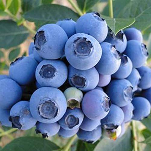 TOYHEART 100 Piezas De Semillas De Frutas De Primera Calidad, Semillas De Arándanos, Mini Semillas De Frutas Naturales Georgicas Nutritivas Para Jardín Azul