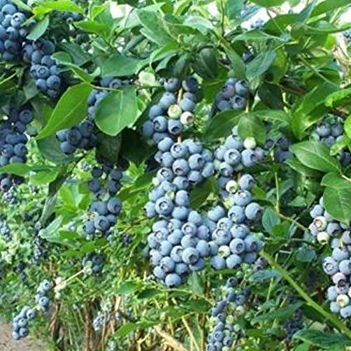 TOYHEART 100 Piezas De Semillas De Frutas De Primera Calidad, Semillas De Arándanos, Mini Semillas De Frutas Naturales Georgicas Nutritivas Para Jardín Azul