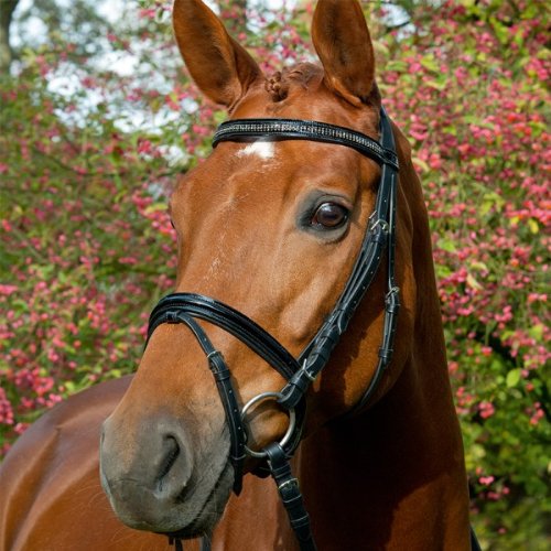 William Hunter Equestrian - Brida de charol con brillantes