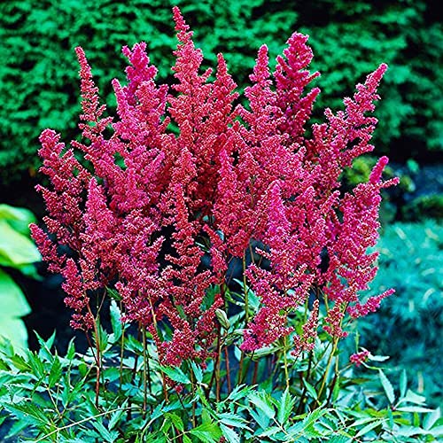 1x rizoma Astilbe Planta decorativa Plantas ornamentales Astilbe planta Amethyst