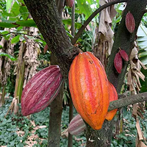 20 Unids/Bolsa Semillas De Plantas Hermosas Semillas De Cacao Theobroma Natural De Alta Germinación Para Plantas De Césped Semillas De Jardín Semillas