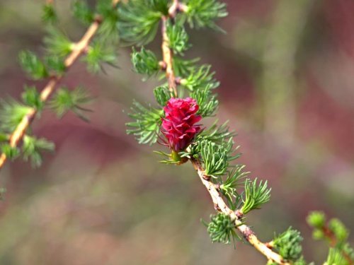 25 semillas de alerce europeo de árbol de pino de hoja perenne Pinetree Larix decidua