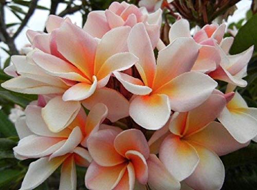 5 Raras Blanco Naranja Plumeria Semillas de plantas de flor de los leus fragante jardín