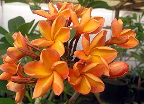 5 Raras Naranja Plumeria Semillas de plantas de flor de los leus fragante jardín