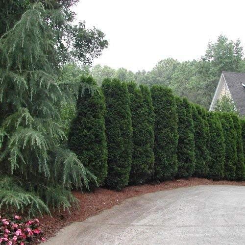 50 semillas Americana de Tuya cedro blanco Semillas (Thuja occidentalis)