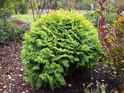 50 Semillas Tuya Orientalis, Árbol de la Vida (Thuja Oientalis)