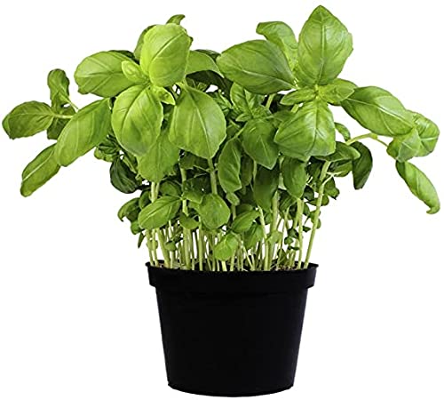 Albahaca Planta Natural Albahaca Fresca Albahaca Italiana Hoja Ancha o Albahaca Salsera para Cocinar Albahaca Pesto