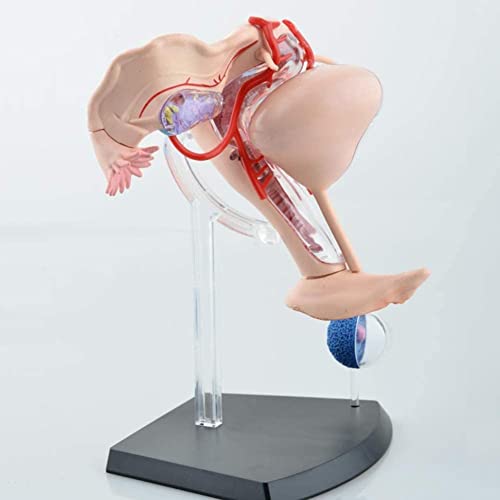 Anatomía Modelo, Modelo de Asamblea Modelo anatómico de la enseñanza de medicina femenino Útero modelo compuesto de Ayudas de órganos del cuerpo humano anatomía del aparato reproductor femenino Compat