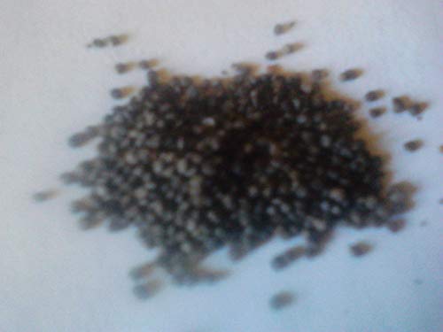 Atropa komarovii (Turkmenistán Belladona belladona) 250 semillas