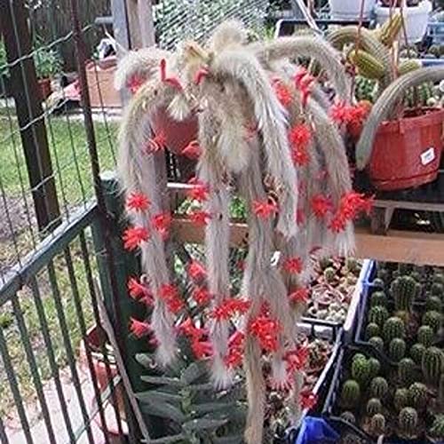 Benoon Semillas De Hildewintera Colademononis, Bolsa De 10 Piezas Semillas De Hildewintera Colademononis Hermosas Flores Rojas Semillas De Cactus De Cola De Mono Semilla