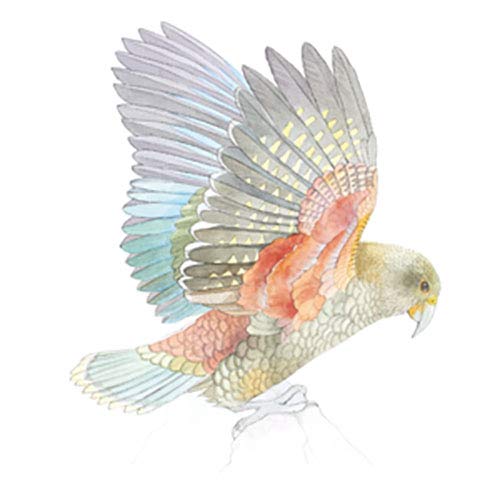 BIRDS Watercolor Art Pad for me: 15 beautiful artworks for you to paint