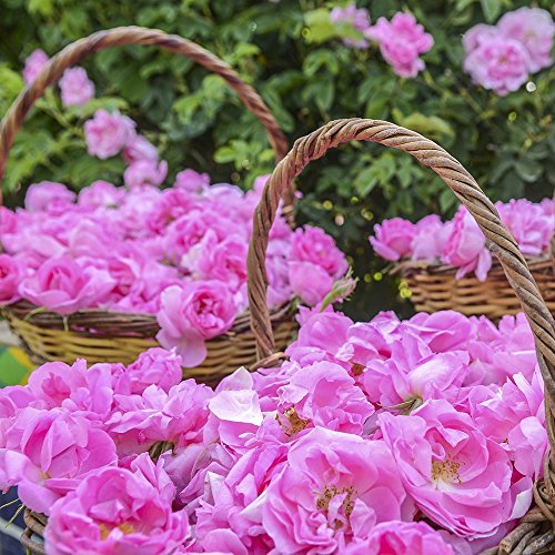 Bulgarian Rose Signature Agua de Rosas 100% natural - Vitaminas B, C y E - Antibacteriana - Antiedad - Todo tipo de pieles - Pieles Sensibles - Cruelty Free - 330 ml.