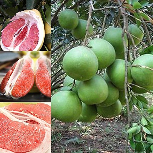 C-LARSS 20Pcs Semillas Pomelo Rojo Citrus Maxima Pomelo Jabong Shaddock Semillas De Plantas De árboles Frutales