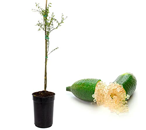 Caviar cítrico - Plantón de 1 metro de finger lime - Árbol del caviar de limón