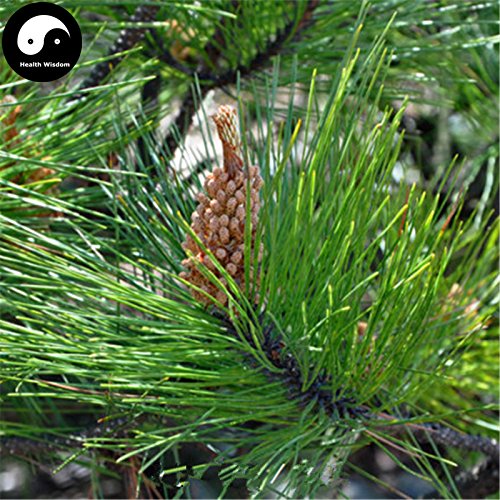 Comprar semillas de Pinus massoniana árbol 200pcs Planta Mason pino pinaster Árbol de China