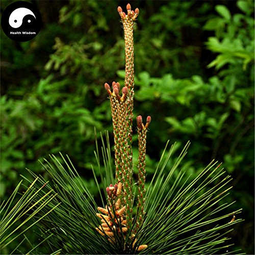 Comprar semillas de Pinus massoniana árbol 200pcs Planta Mason pino pinaster Árbol de China