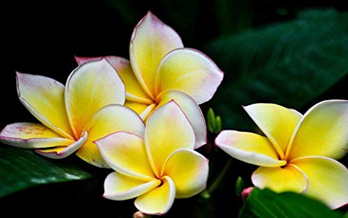 Diy Home Garden Plant 50 semillas Mix-Color Real Fresh Plumeria Rubra Frangipani Lilavadee Flower Tree Seeds