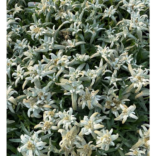 Edelweiss 'Vroni' – Leontopodium alpinum 'Vroni', en maceta 12 cm – 12 cm