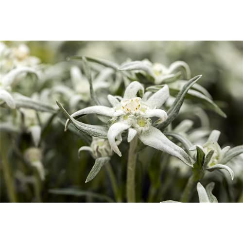 Edelweiss 'Vroni' – Leontopodium alpinum 'Vroni', en maceta 12 cm – 12 cm