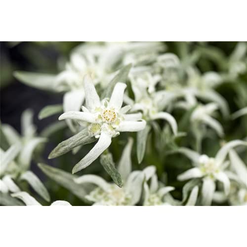 Edelweiss 'Vroni' – Leontopodium alpinum 'Vroni', en maceta 12 cm – 12 cm