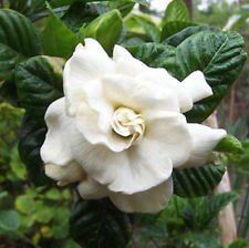 GARDENIA JASMINOIDES fragantes flores de jazmín vainilla olor más de 100 semillas